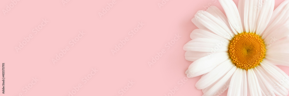 Header with white chamomile flower on a pink background. Spring tenderness composition with copy space. Header with white chamomile flower on a pink background. Spring tenderness composition with copy space.