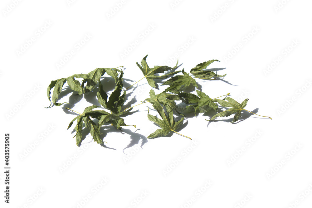 Dried green maple leaf isolated white background. Dried green maple leaf isolated white background.