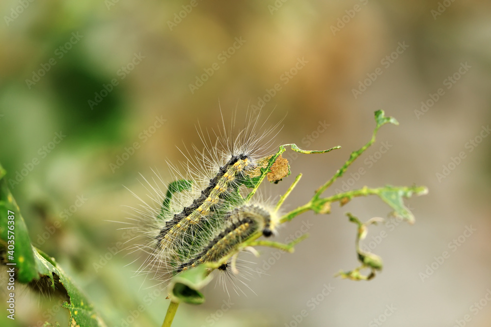  Hyphantria cunea larva crawling on green leaf