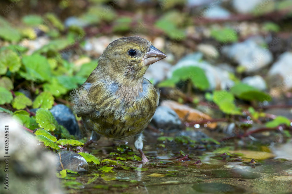 Grünfink (Carduelis chloris) an Wasserstelle, Jugendkleid Grünfink (Carduelis chloris) an Wasserstelle, Jugendkleid
