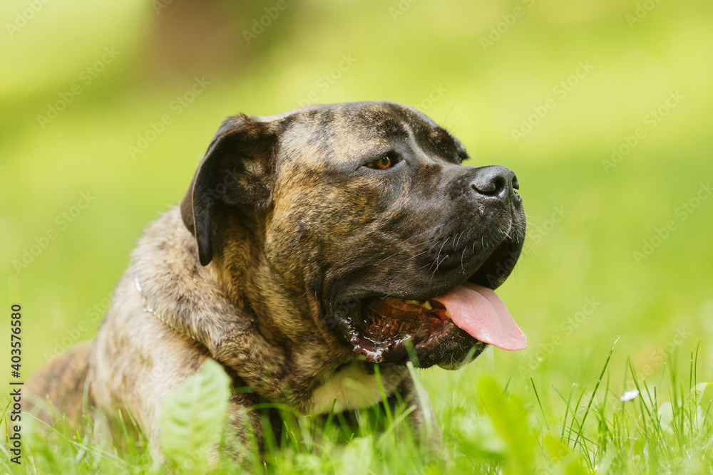 male dog Cane Corso portrait close up