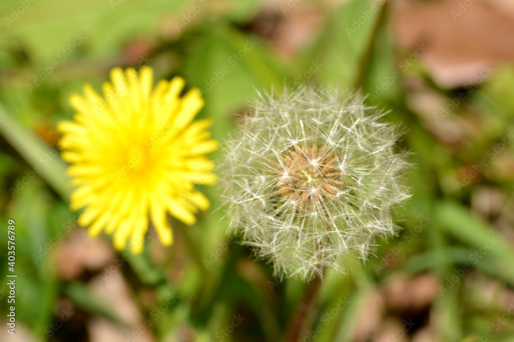 Dandelion & Fluff of a dandelion Dandelion & Fluff of a dandelion