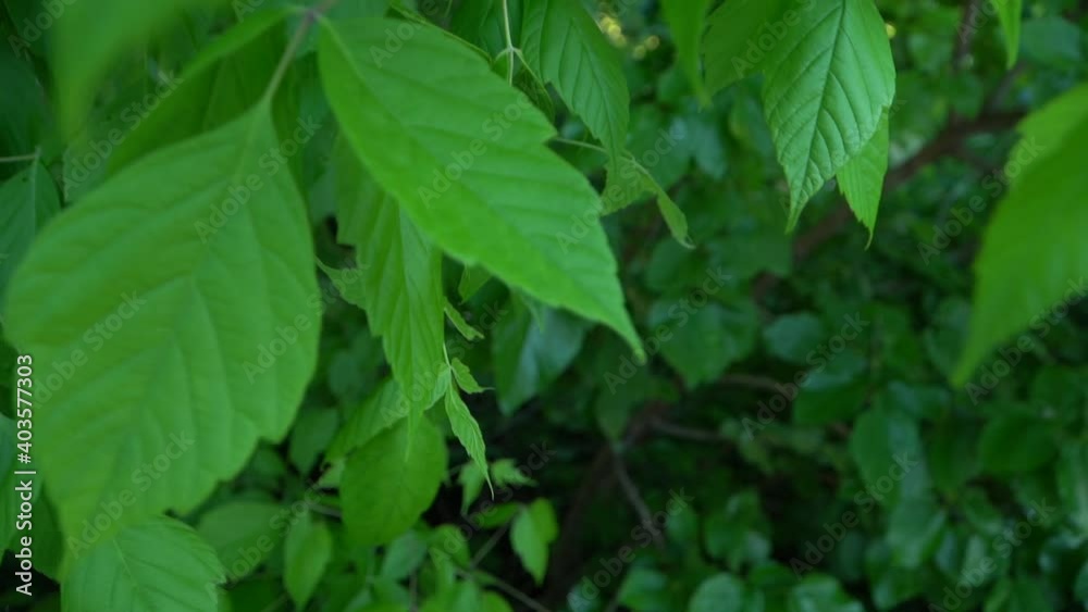 Cámara lenta de hermosas hojas verdes de arboles moviéndose con el viento