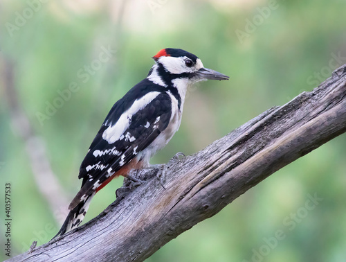 The great spotted woodpecker (Dendrocopos major) is a medium-sized woodpecker.