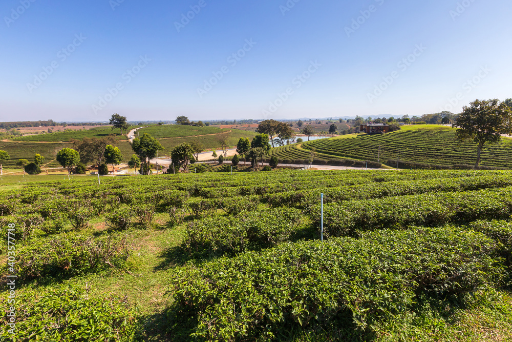 Morning light in Choui Fong Green Tea Plantation one of the beautiful agricultural tourism spots in Mae Chan District.