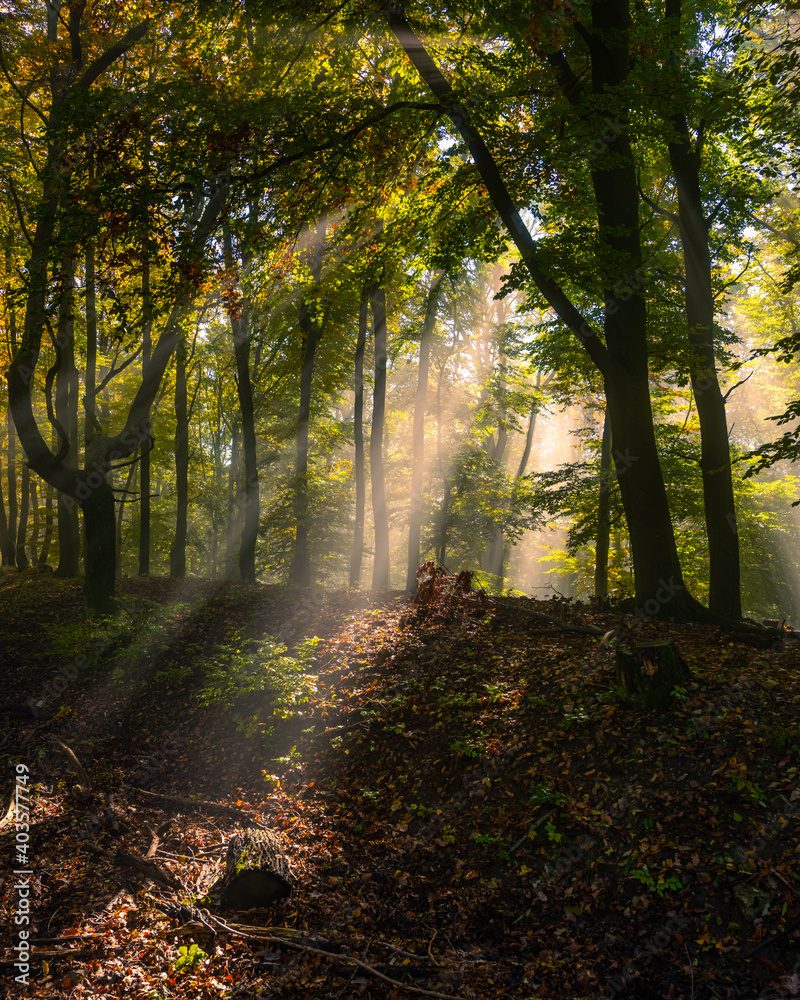 Fototapeta premium Sun beams shining through forest in autumn