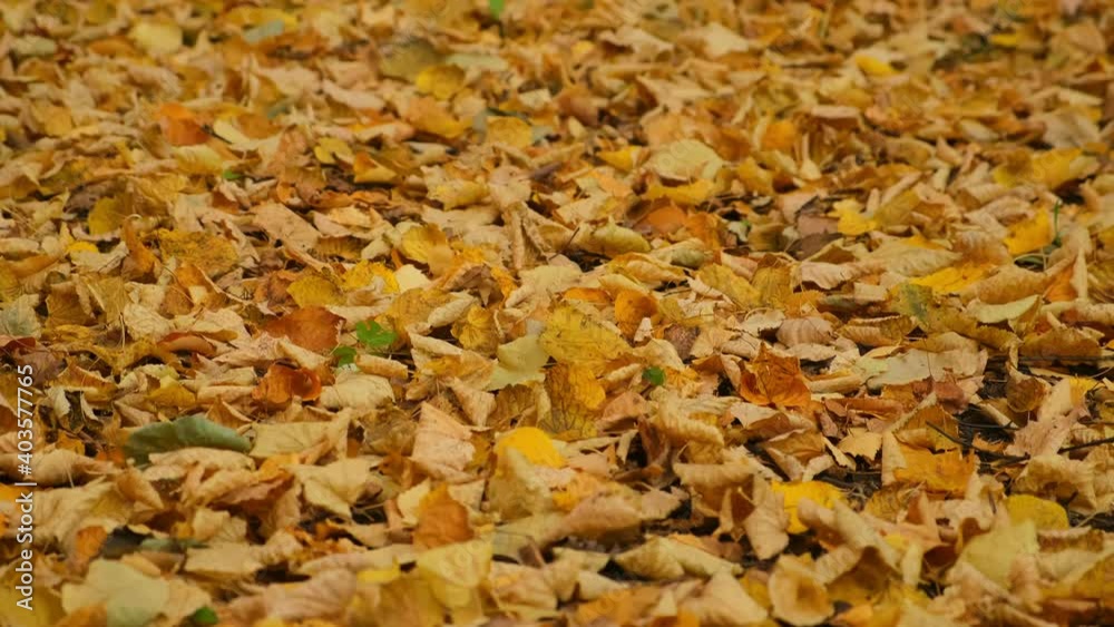 Empty abandoned path in the forest, woodland. Autumn city park with covering ground of yellow leaves, closeup view, camera in motion. Beautiful background in fall season. Empty abandoned path in the forest, woodland. Autumn city park with covering ground of yellow leaves, closeup view, camera in motion. Beautiful background in fall season.