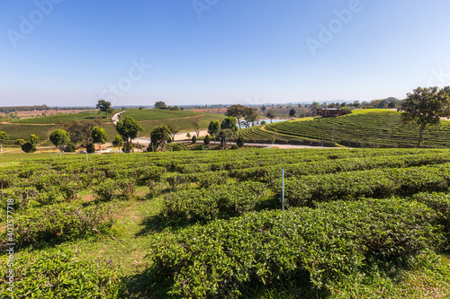 Morning light in Choui Fong Green Tea Plantation one of the beautiful agricultural tourism spots in Mae Chan District.