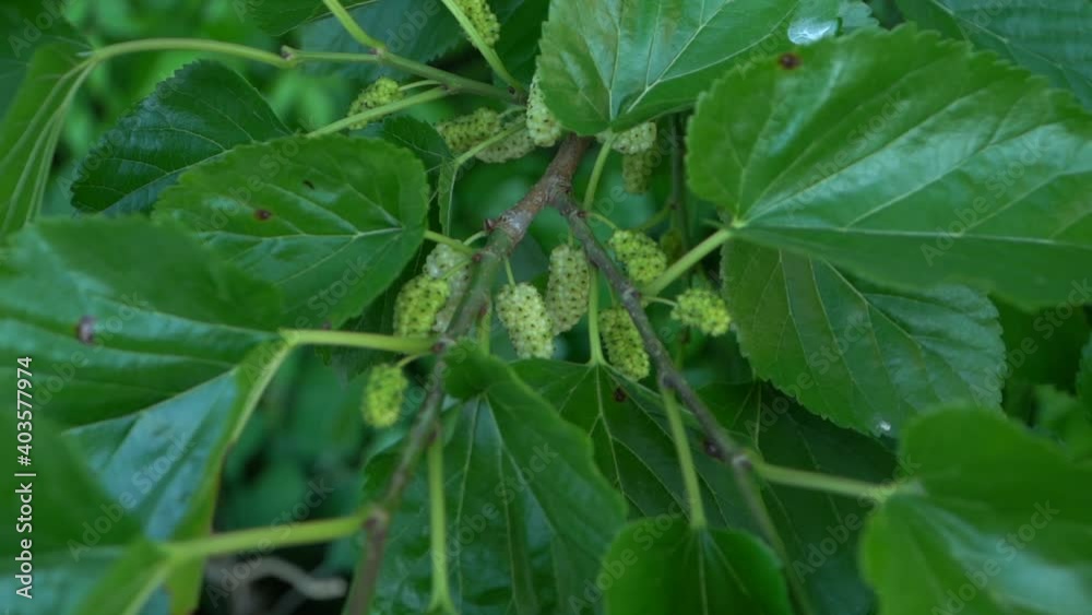 Cámara lenta de hermosas moras sin madurar. Vitaminas y salud de la naturaleza. Cámara lenta de hermosas moras sin madurar. Vitaminas y salud de la naturaleza.