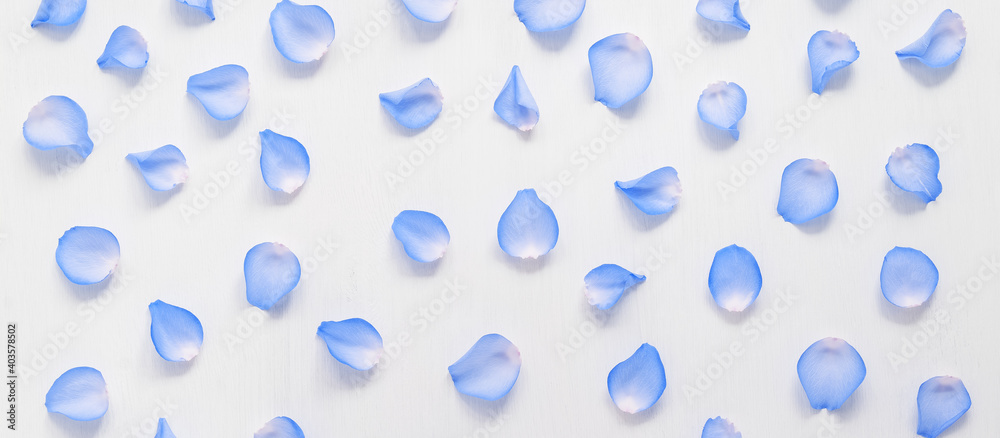 Pattern of blue rose petals on a white painted wooden background. Top view, flat lay. Beautiful floral banner.