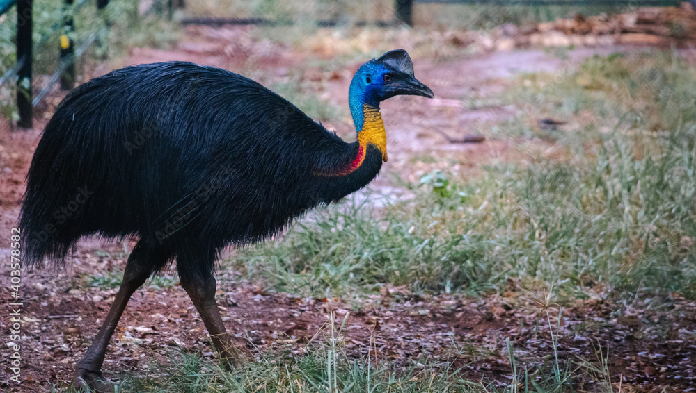 Naklejka premium Cassowary walking across inside the cage,
