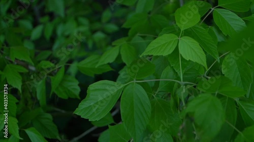 Wallpaper Mural Cámara lenta de hermosas hojas verdes de arboles  Torontodigital.ca