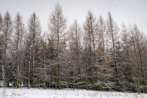 forest in winter