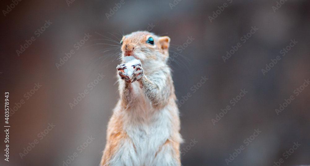 Cute young female squirrel holding rice in both hands, facing front to the camera, having a meal while on full alert of the surrounding, collect and gather food in its mouth cheeks, Cute young female squirrel holding rice in both hands, facing front to the camera, having a meal while on full alert of the surrounding, collect and gather food in its mouth cheeks,