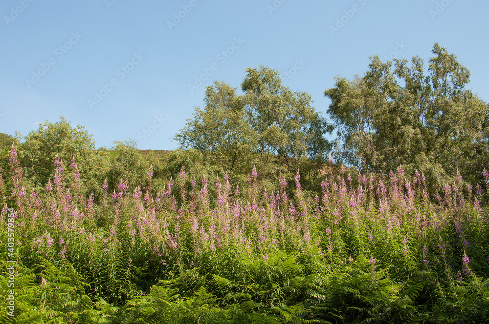 Fototapeta premium Summertime trees around the Malvern hills of England.