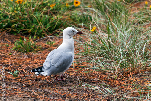 A seagull walking on the grass © Natalia