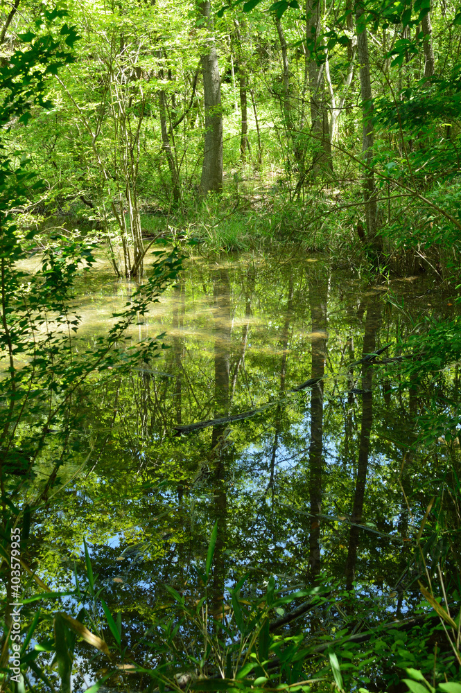 Obraz premium Forest trees reflected in the pond