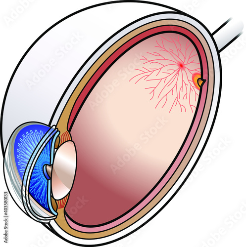 Human eye cross section.