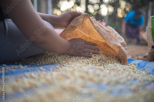 Side View of Asian Farmer Scooping Sun Dried Seeds / Kernels into bag