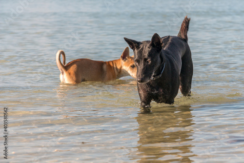 Two month old puppies playing at the beach