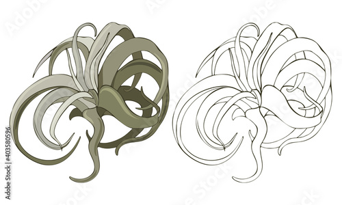 Vector illustration of tillancy xerography isolated on white background. Exotic air plant contoured and in color photo