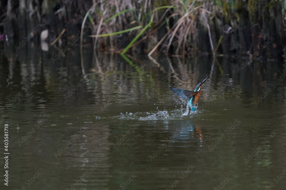 common kingfisher dives in water common kingfisher dives in water