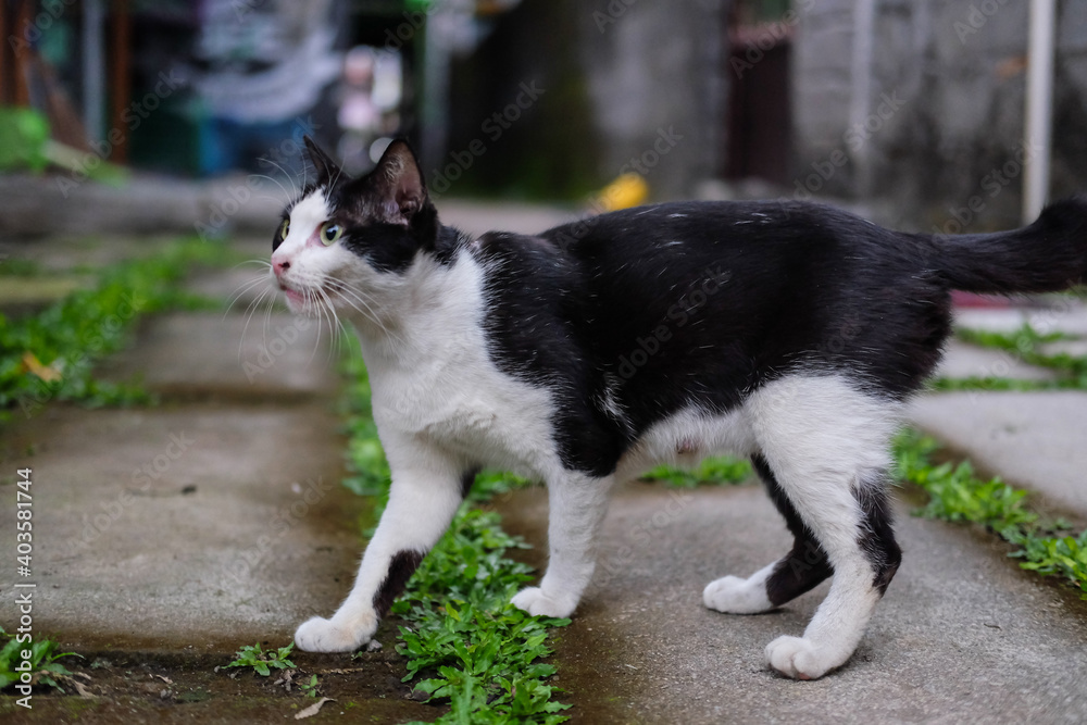 a black and white cat is in the garden