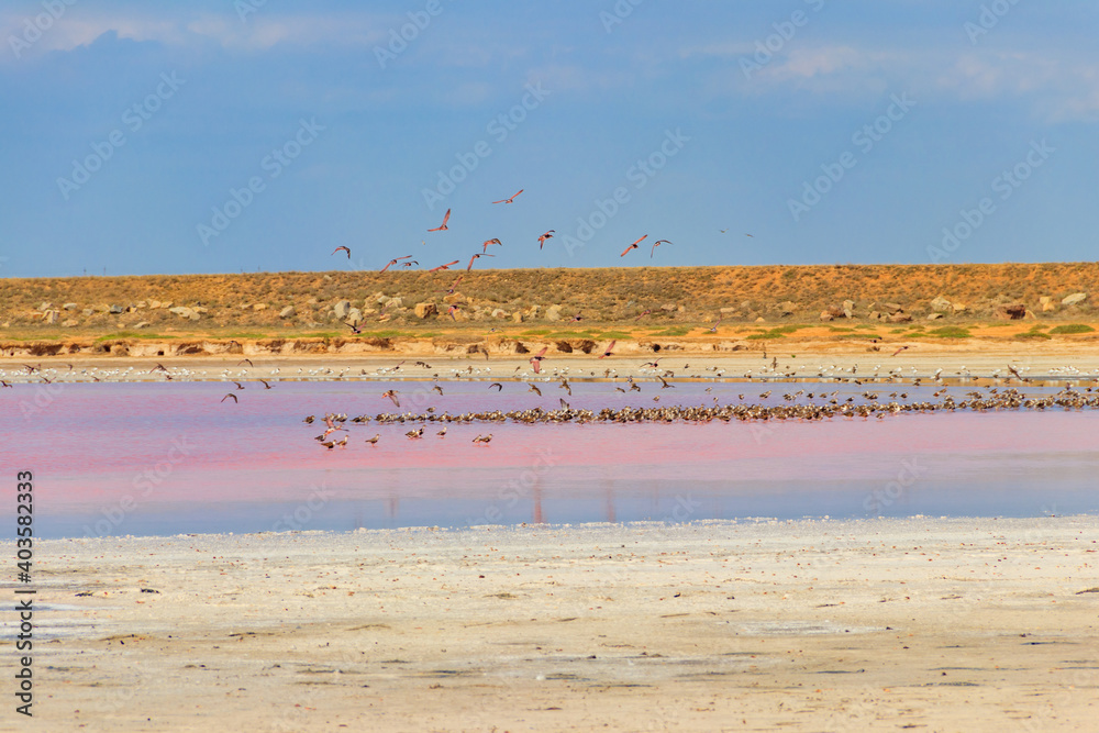 Flock of birds on the pink salty Syvash lake in Kherson region, Ukraine