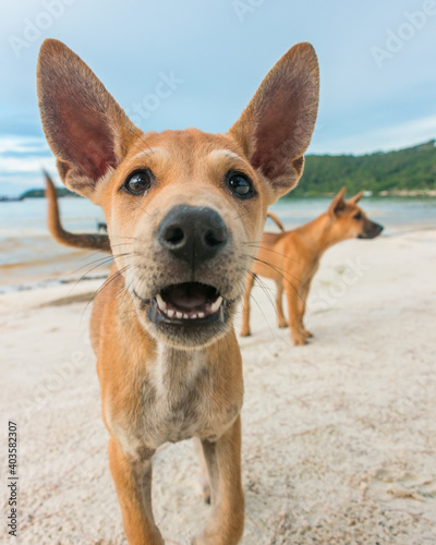 Two month old puppies playing at the beach