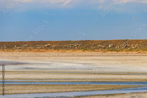 Flock of birds on the pink salty Syvash lake in Kherson region, Ukraine