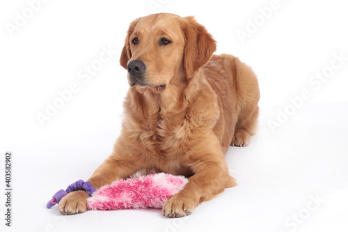 Golden Retriever dog lying on the floor with dog toy © absolutimages