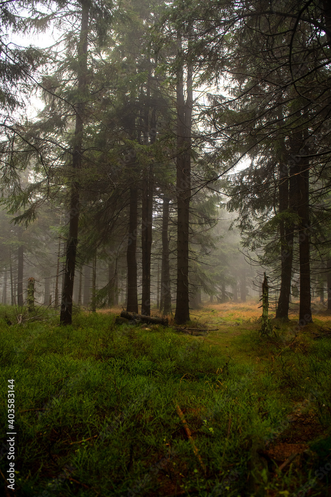 Fototapeta premium jesienny leśny krajobraz