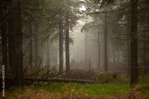 bajkowy widok, tajemniczy las, gęsta mgła