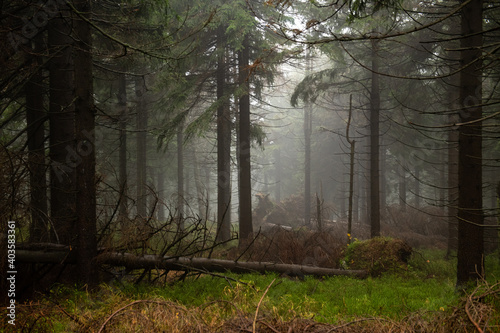 Bajkowa sceneria w lesie skąpanym w gęstej mgle