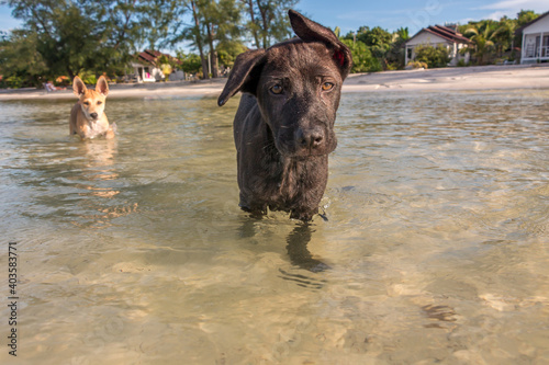 Two month old puppies playing at the beach