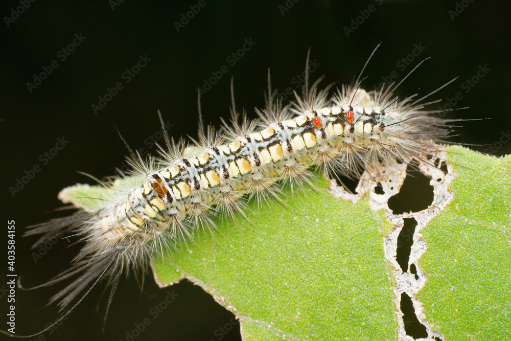 Fototapeta premium Dagger moth caterpillar, Acronicta psi, Pune, Maharashtra, India