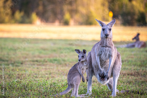 Kangaroo and Joey at Coombabah wetlands, Gold Coast Australia photo