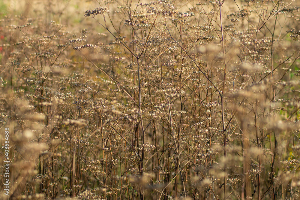 Fototapeta premium meadow close up beige