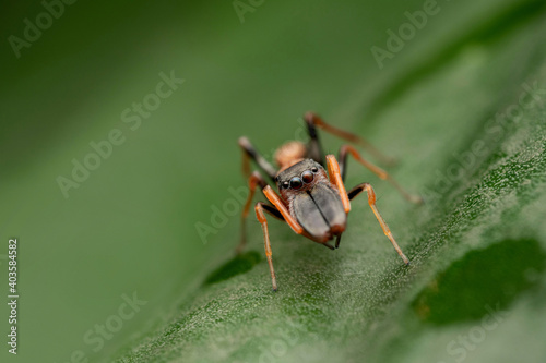 Male Ant mimic spider eyes, Myrmarachne formicaria, Pune, Maharashtra, India © RealityImages
