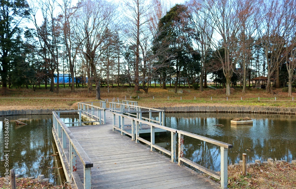 冬の蓮池　橋　風景