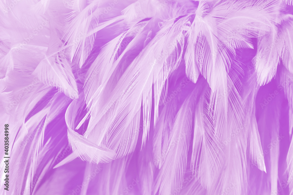 Obraz premium Beautiful purple pastel bird feathers pattern texture background.