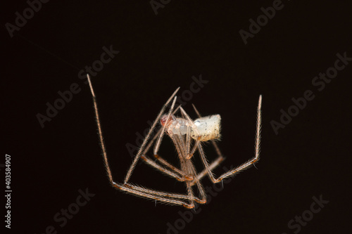 Comb footed spider, Meotipa sahyadri, Satara, Maharashtra, India photo