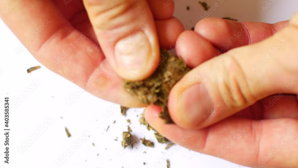 The hemp is cut with scissors. Preparing cannabis for consumption The hemp is cut with scissors. Preparing cannabis for consumption