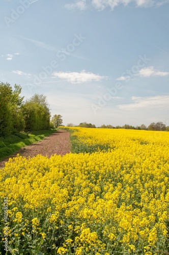Rapeseed fields in the summertime.