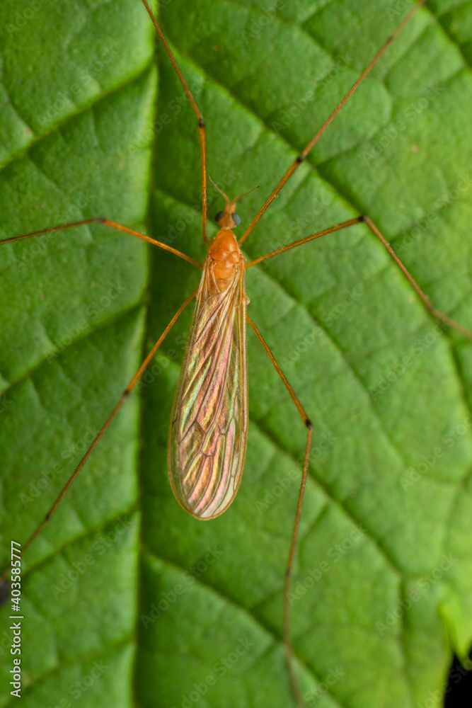 Fototapeta premium Dorsal of Orange crane fly, Nephrotoma appendiculata, Pune, Maharashtra, India
