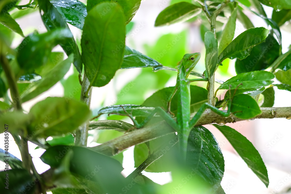 a green chameleon (Bronchocela jubata) relaxing on the leaves
