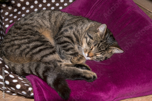 Katze schläft, Haustier, Tigerkatze Hauskatze