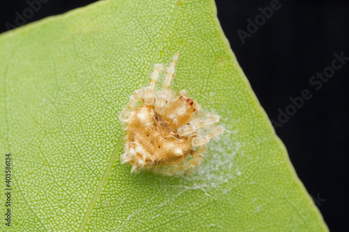 Bolas spider, Ordgarius monstrosus, Satara, Maharashtra, India photo