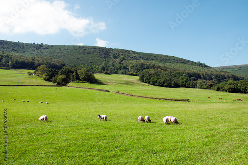 Sheep grazing in the Welsh hills.