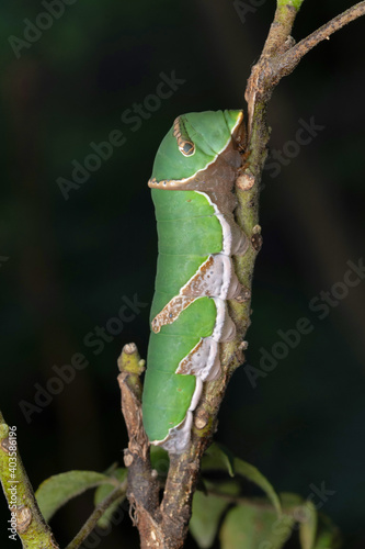 Caterpillar of Common Mormon butterfly, Papilio polytes, Satara, Maharashtra, India